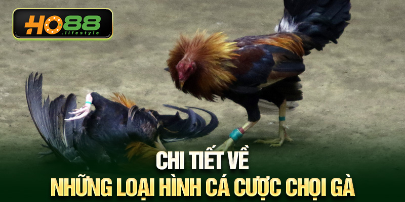 Chi tiết về những loại hình cá cược chọi gà