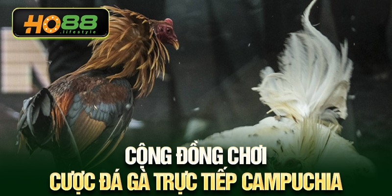 Cộng đồng chơi cược đá gà trực tiếp Campuchia