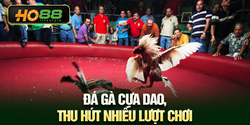 Đá gà cựa dao, thu hút nhiều lượt chơi