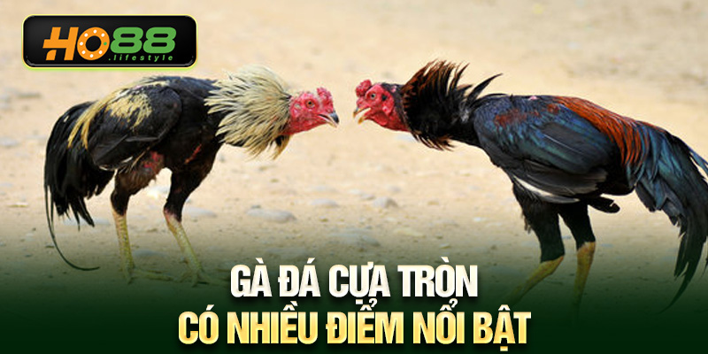 Gà đá cựa tròn có nhiều điểm nổi bật