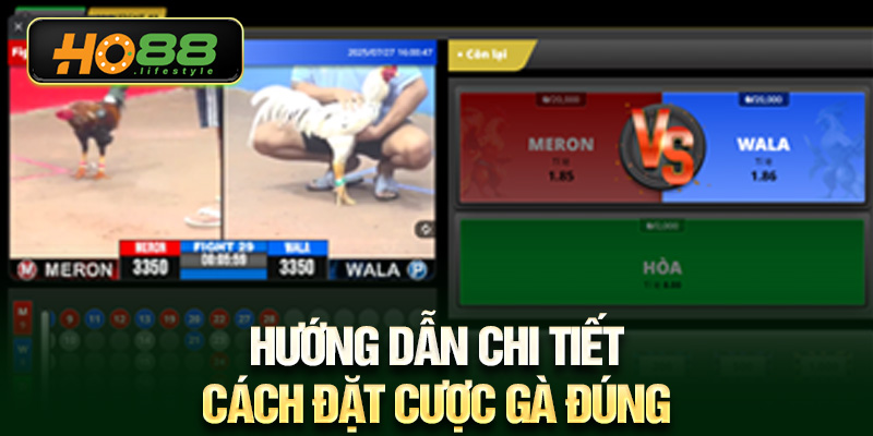 Hướng dẫn chi tiết cách đặt cược gà đúng