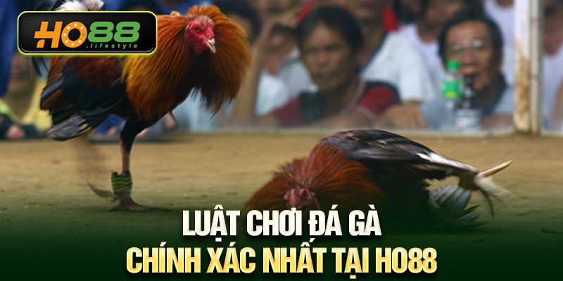 Luật chơi đá gà chính xác nhất tại HO88
