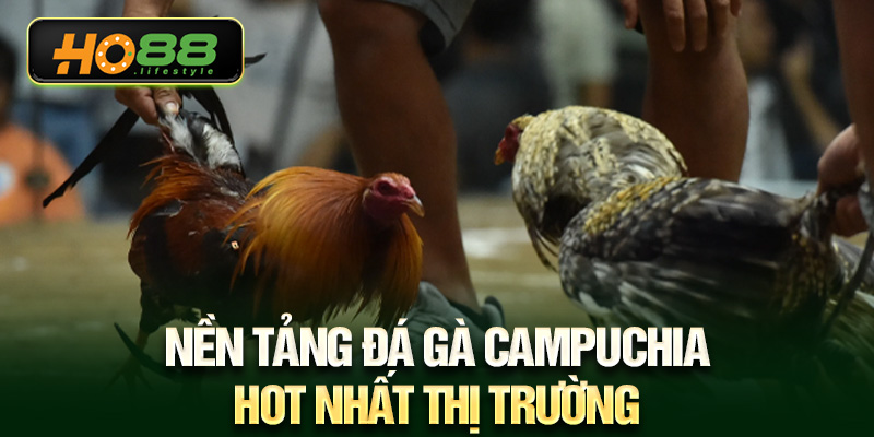 Nền tảng đá gà Campuchia hot nhất thị trường