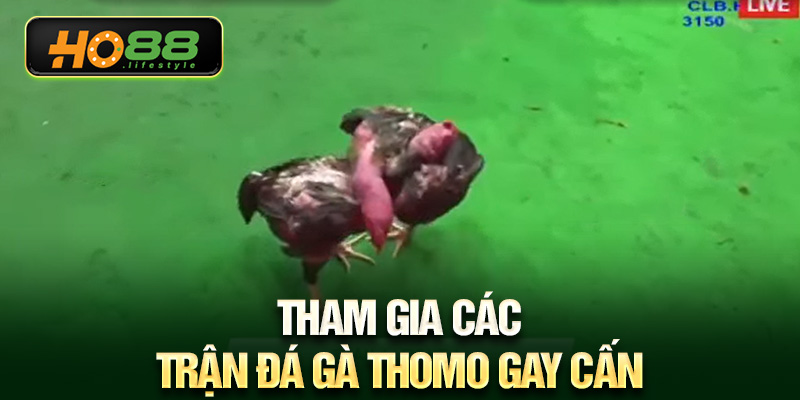 Tham gia các trận đá gà Thomo gay cấn