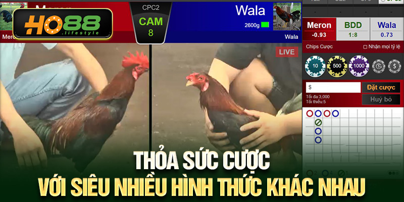 Thỏa sức cược với siêu nhiều hình thức khác nhau