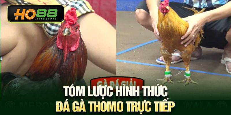 Tóm lược hình thức đá gà Thomo trực tiếp