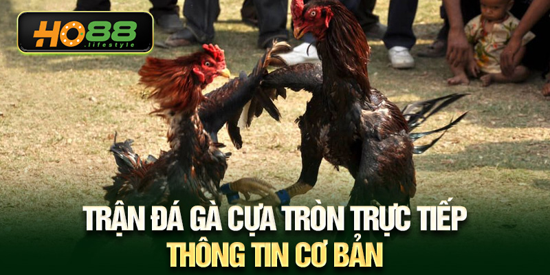 Trận đá gà cựa tròn trực tiếp - Thông tin cơ bản