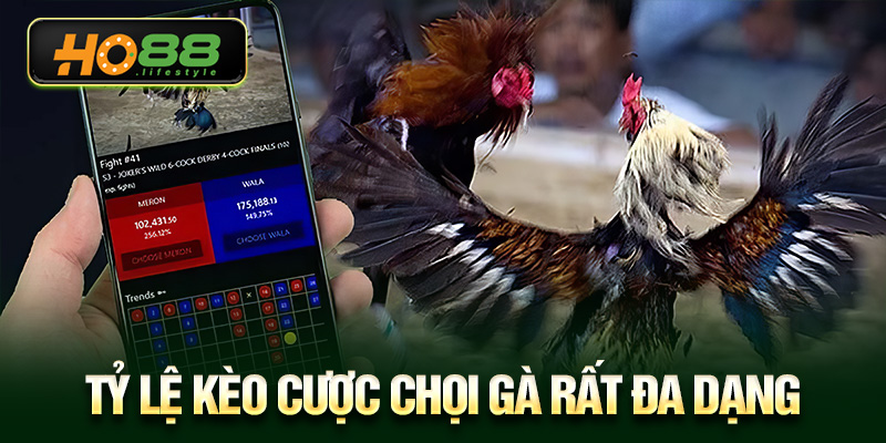 Tỷ lệ kèo cược chọi gà rất đa dạng