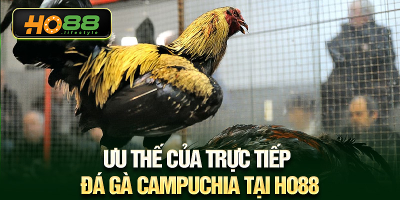 Ưu thế của trực tiếp đá gà Campuchia tại HO88