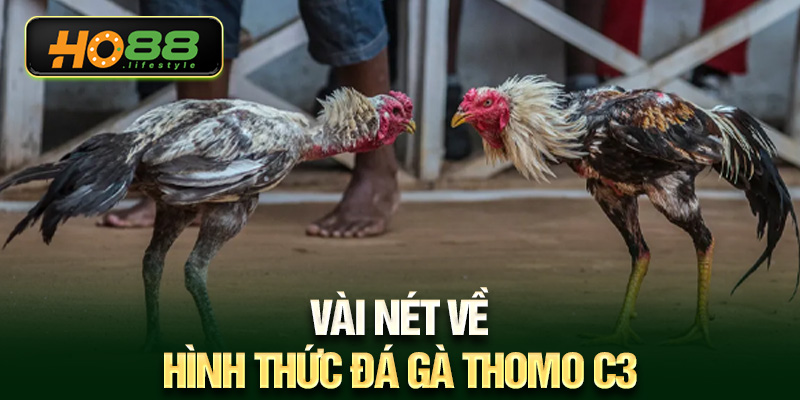 Vài nét về hình thức đá gà thomo c3