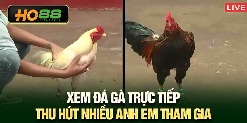Xem đá gà trực tiếp thu hút nhiều anh em tham gia